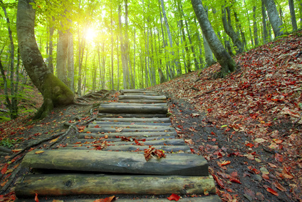 forest. wooden bridge